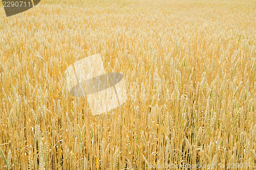 Image of Cereal crops 