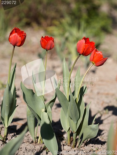 Image of Red Tulips