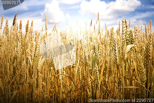 Image of Cereal crops and sunlight