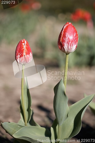 Image of Red Tulips