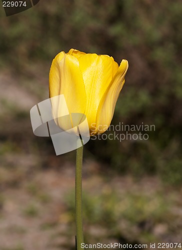 Image of Yellow Tulip