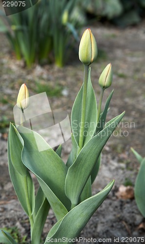 Image of Yellow Tulips