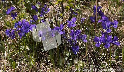 Image of Viola altaica