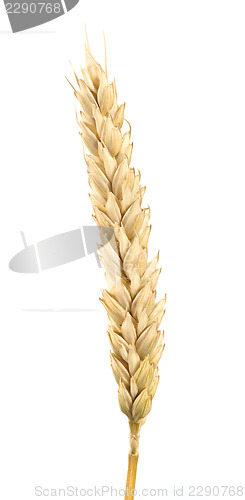 Image of Close up wheat cereal crops