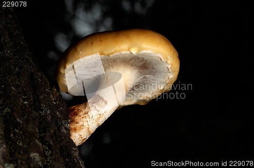 Image of Mushroom