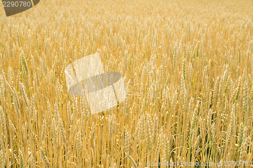 Image of Cereal crops 