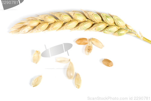 Image of Close up wheat cereal crops