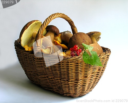 Image of Basket full of mushrooms and berries