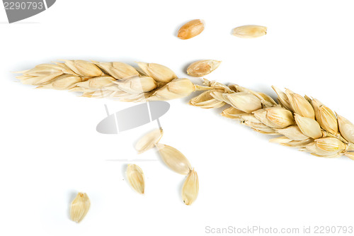 Image of Close up wheat cereal crops