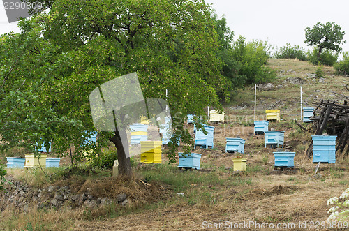 Image of Meadow with bee hives