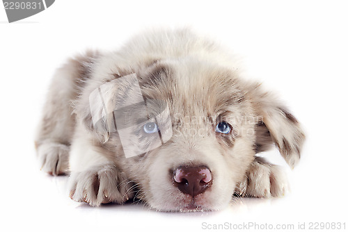 Image of puppy border collie