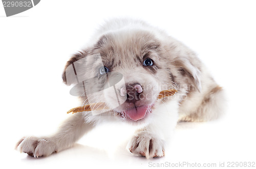 Image of eating puppy border collie