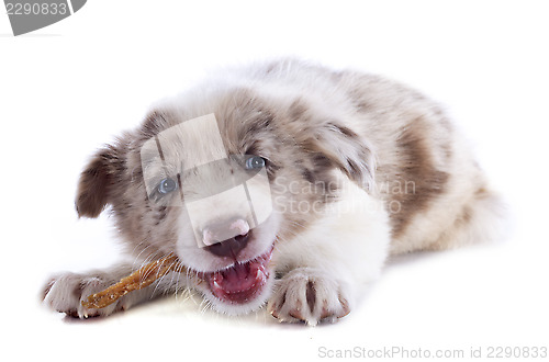 Image of eating puppy border collie