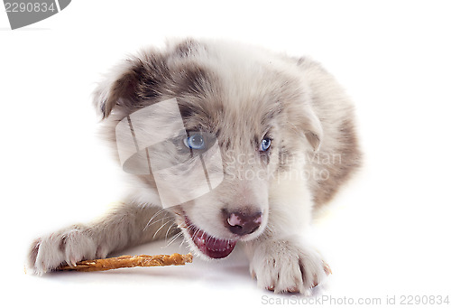 Image of eating puppy border collie