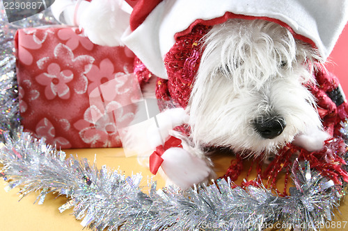 Image of White puppy