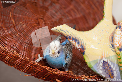 Image of Blue budgie