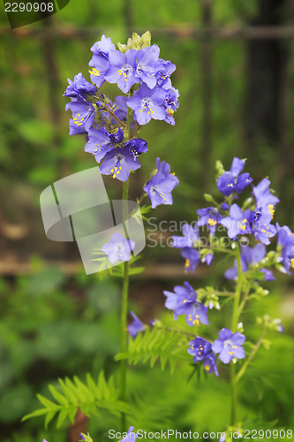 Image of Jacob's Ladder or Greek valerian