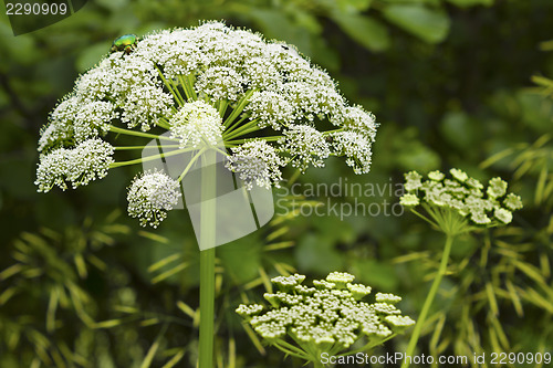 Image of Cuddly inflorescence umbrella plant