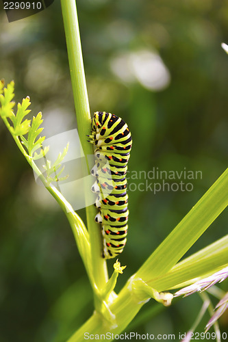 Image of Swallowtail caterpillar on the stem of a plant