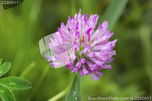 Image of Bright head clover