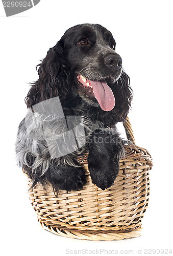 Image of english cocker