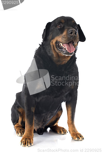 Image of senior rottweiler