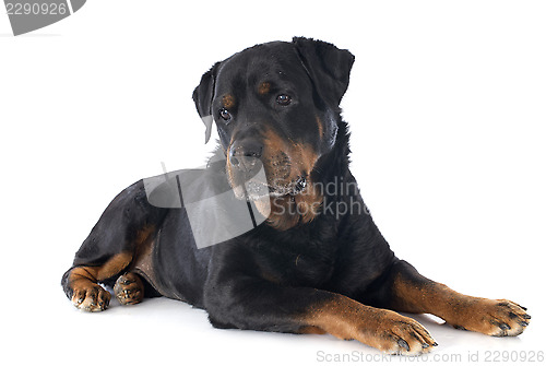 Image of rottweiler