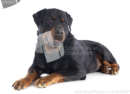 Image of rottweiler