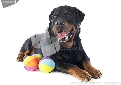 Image of rottweiler