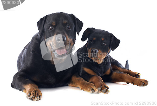 Image of rottweiler, puppy and adult