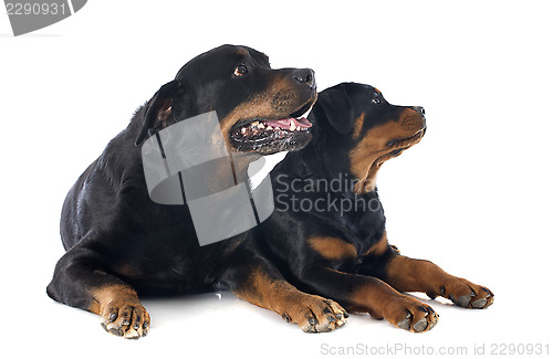 Image of rottweilers