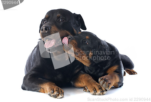 Image of rottweilers