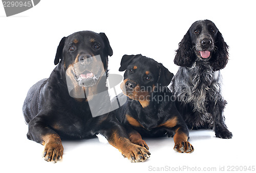 Image of rottweilers and cocker spanier