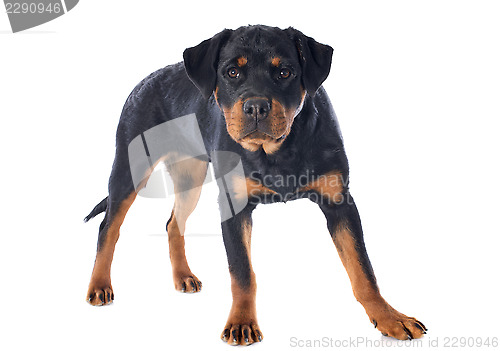 Image of rottweiler