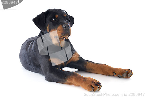 Image of rottweiler