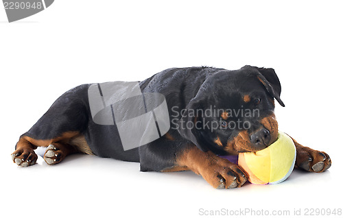 Image of playing puppy rottweiler