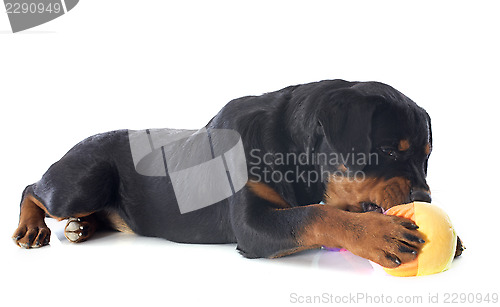 Image of puppy rottweiler