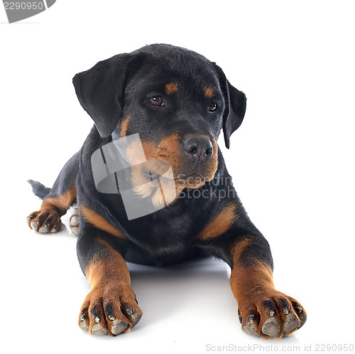 Image of puppy rottweiler