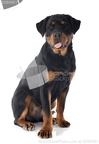 Image of rottweiler