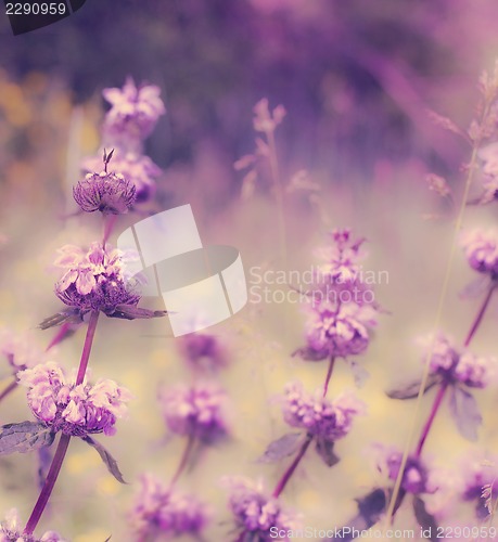 Image of lavender field.