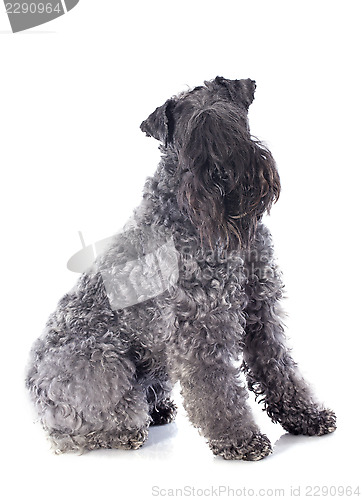 Image of kerry blue terrier