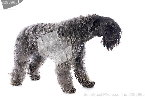 Image of kerry blue terrier