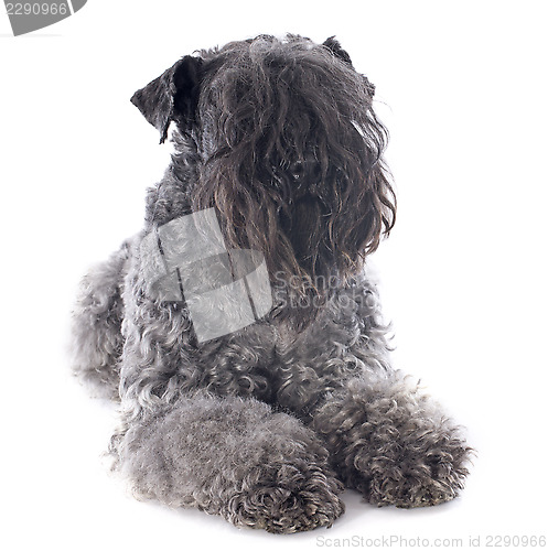 Image of kerry blue terrier