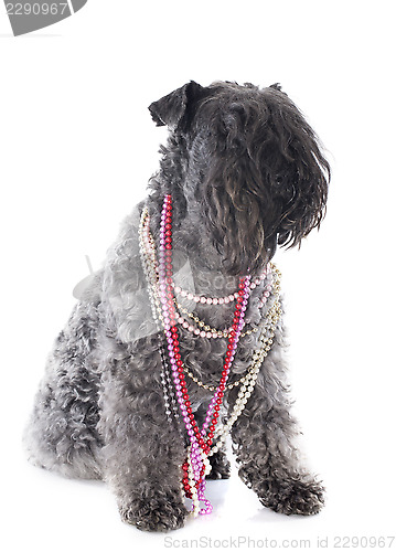 Image of kerry blue terrier with collars