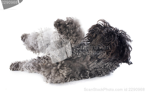 Image of kerry blue terrier