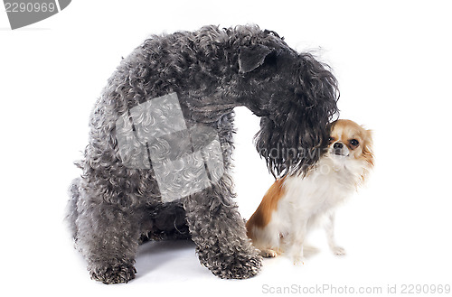 Image of kerry blue terrier and chihuahua