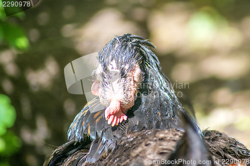 Image of chicken head