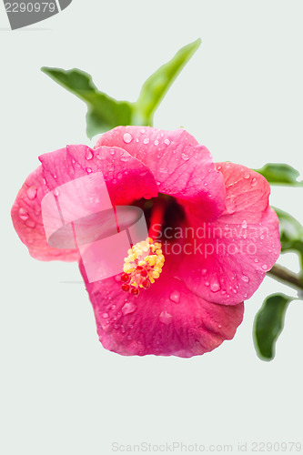 Image of hibiscus bloom