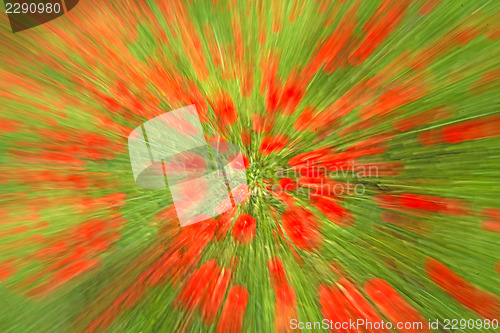 Image of red poppy with zoom effect
