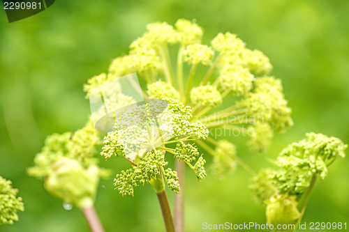 Image of Angelica medicine plant and food